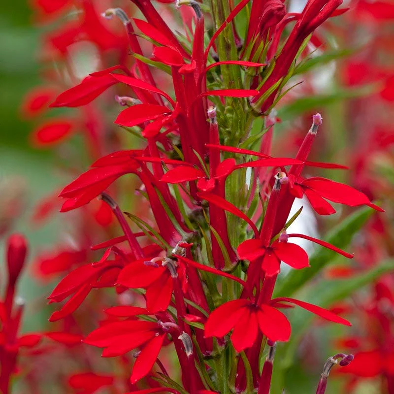 Bestselling Perennial Plants