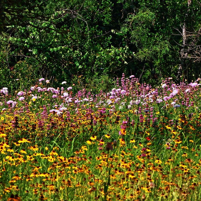 Bestselling Wildflower Seeds